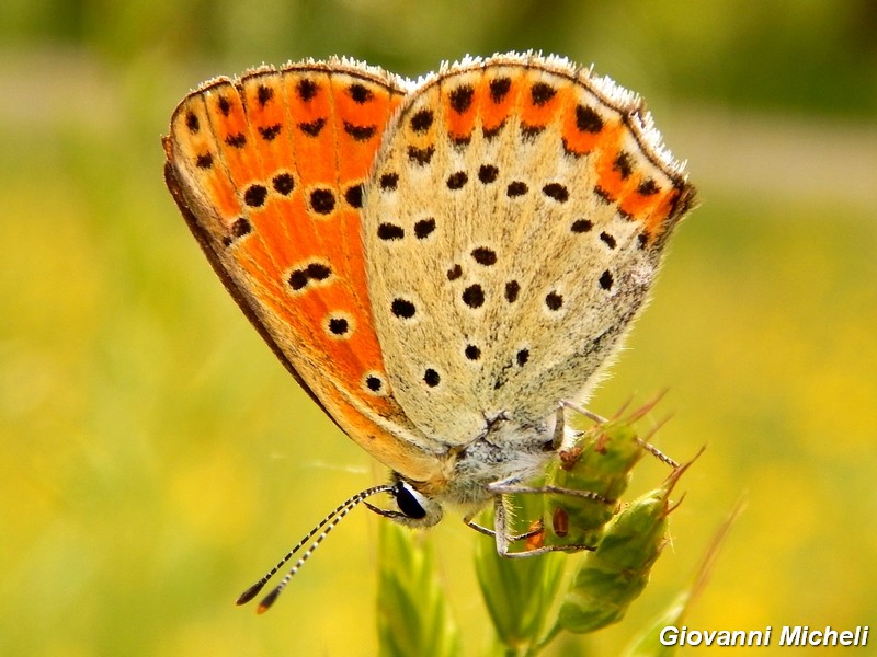 Lycaena tityrus F